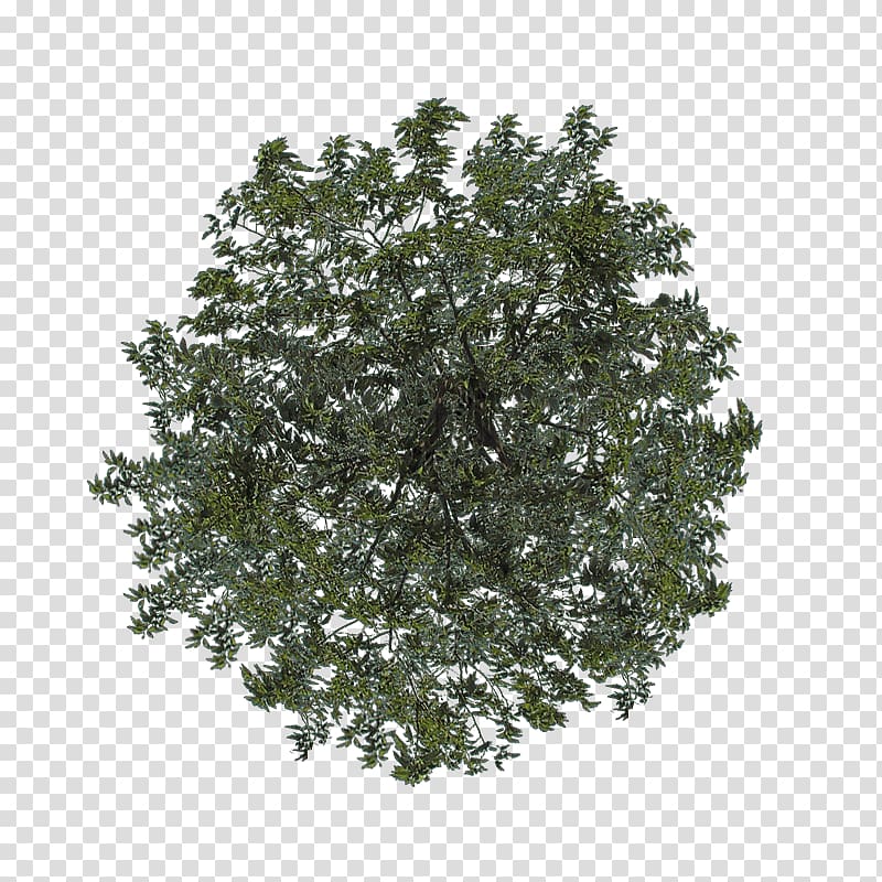 green leafed plant illustration, Shrub Leaf Branching, tree top view transparent background PNG clipart