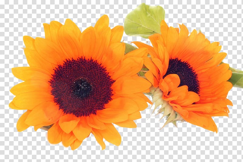 Common sunflower Petal Cut flowers, sunflower transparent background PNG clipart
