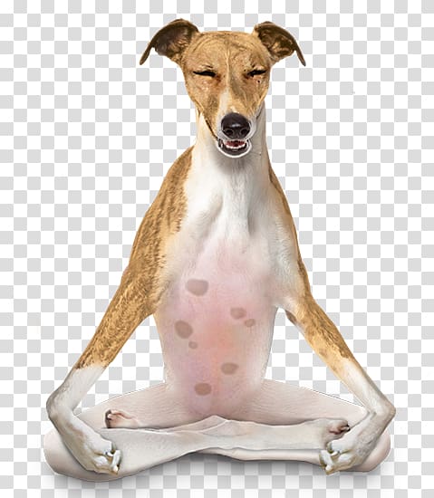 Italian Greyhound Spanish greyhound Whippet Cat, dog bath transparent background PNG clipart