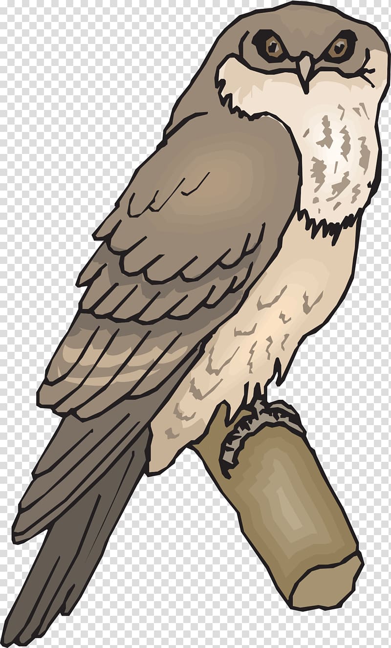 Bird Owl Tawny frogmouth , size owl transparent background PNG clipart