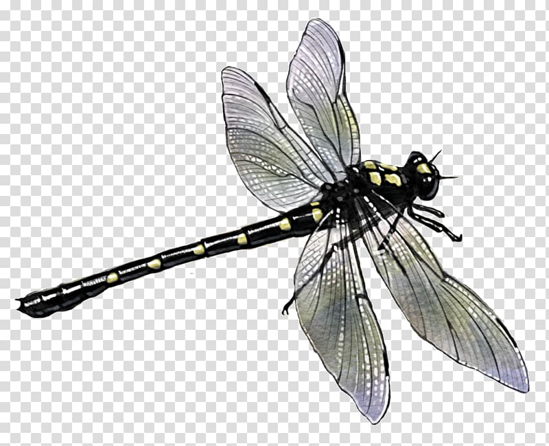 Butterfly Dragonfly Pterygota Potton & Burton River, dragon fly transparent background PNG clipart