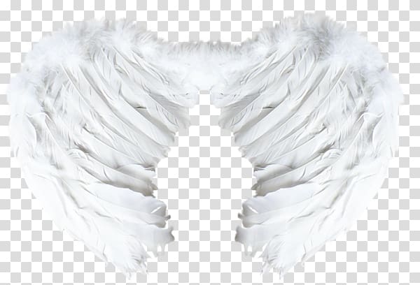 Wing Blogger Feather, others transparent background PNG clipart