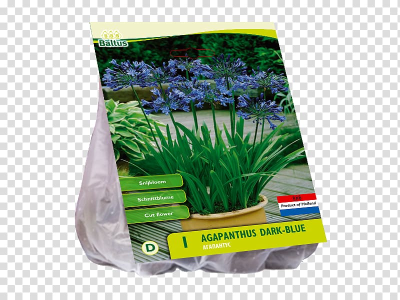 Lily of the Nile Willemse-France Blue Aquarium Grasses, agapanthus transparent background PNG clipart