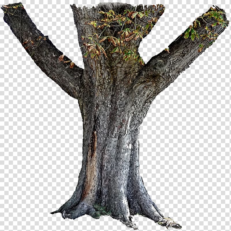 Trunk Tree stump Bark, tree transparent background PNG clipart