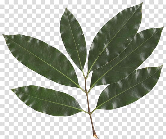 Lychee Leaf Sapindaceae Computer Software, Leaf transparent background PNG clipart