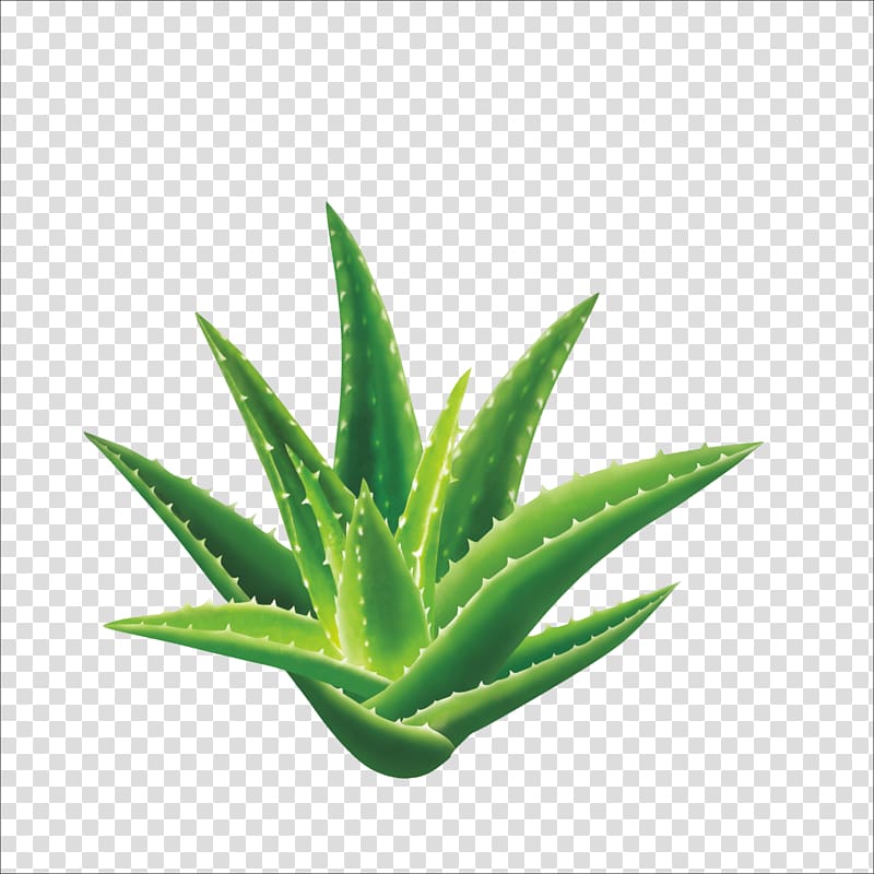 green aloe vera illustration, Aloe vera Aloin Seed Gel Extract, Aloe transparent background PNG clipart