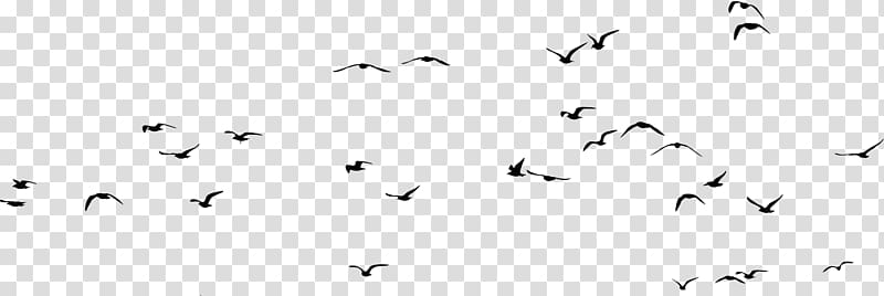 sky group of birds transparent background PNG clipart