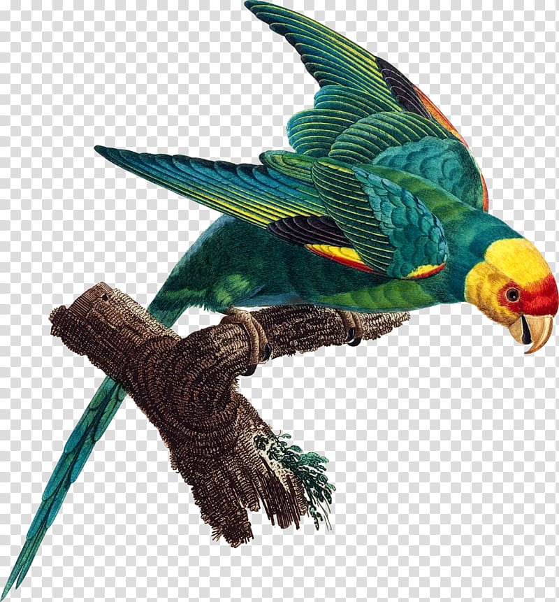 Parrot Carolina parakeet Bird Extinction, parrot decoration transparent background PNG clipart