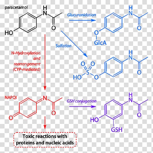 Acetaminophen Paracetamol poisoning Hepatotoxicity Analgesic Pharmaceutical drug, Metabolism transparent background PNG clipart
