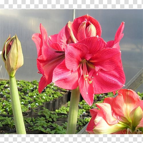 Amaryllis Jersey lily Cut flowers Petal Belladonna, amaryllis transparent background PNG clipart