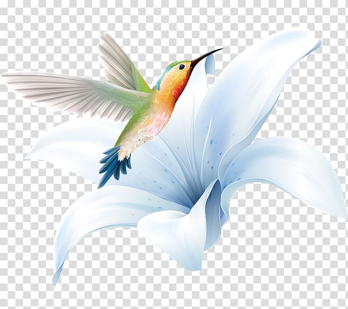 Hummingbird, Hand painted lily flowers transparent background PNG clipart