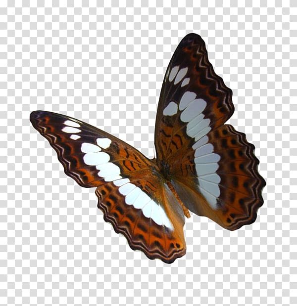 Monarch butterfly Greta oto , creative butterfly transparent background PNG clipart