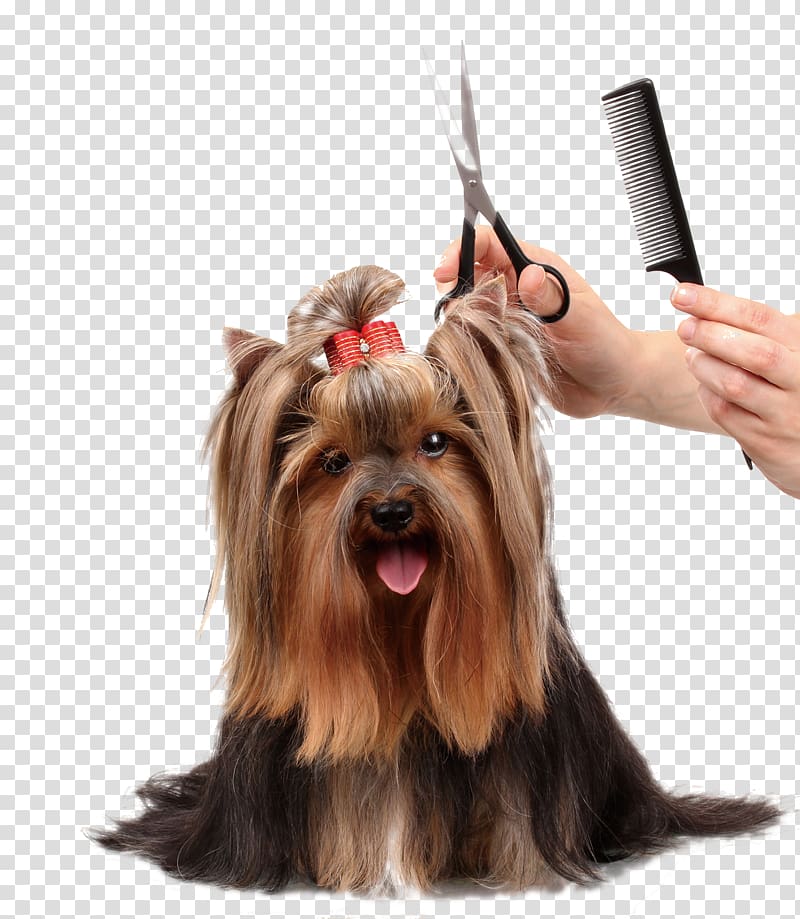 black and tan Yorkshire terrier puppy, Dog grooming Cat Pet Coat, Beauty dog ​​comb scissors transparent background PNG clipart