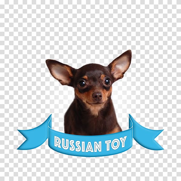Miniature Pinscher Russkiy Toy English Toy Terrier Puppy German Pinscher, puppy transparent background PNG clipart