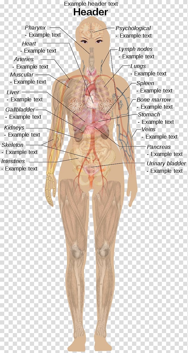 Photos Female Human Body Parts - Human Female Internal Organs Anatomy