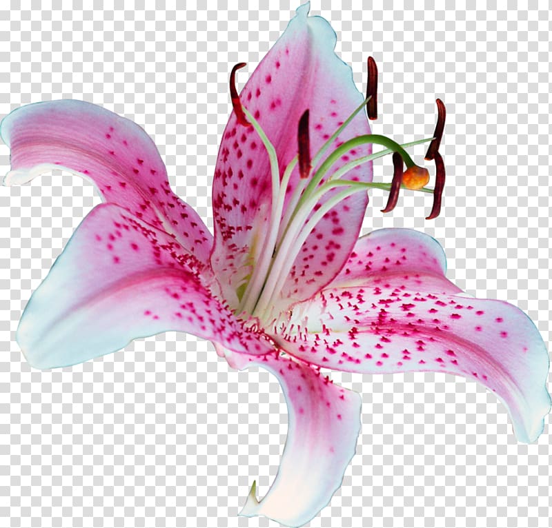 Lilium \'Stargazer\' Flower Tiger lily , water lilies transparent background PNG clipart