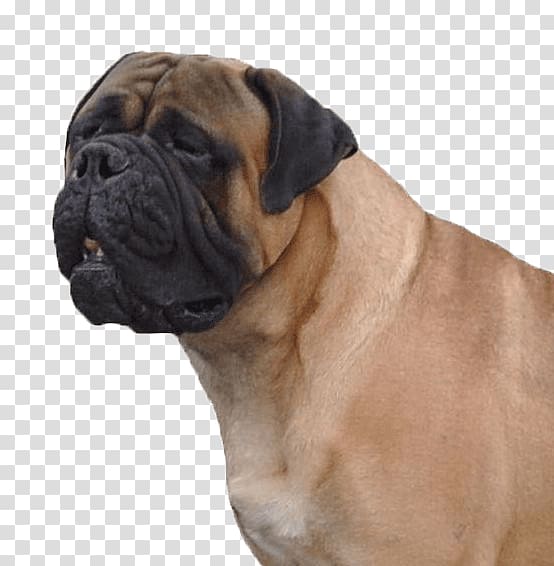 Bullmastiff Boerboel Dorset Olde Tyme Bulldogge Dog breed, Bullmastiff transparent background PNG clipart