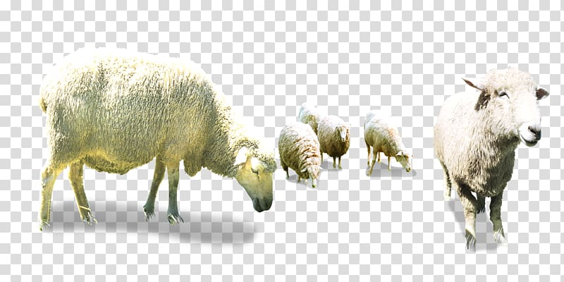 white sheep, Sheep Goat Herding, Bow flock transparent background PNG clipart