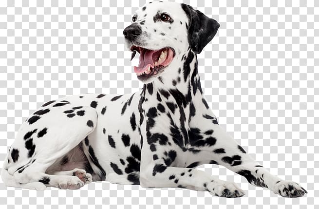 Dalmatian dog Dog breed Companion dog Puppy Non-sporting group, puppy transparent background PNG clipart