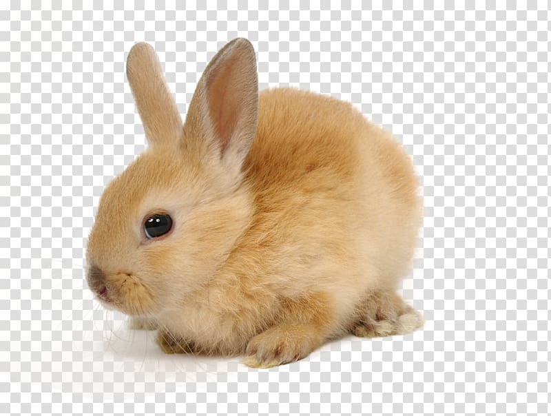 European rabbit Domestic rabbit Cruelty-free Pet, zajaczek transparent background PNG clipart