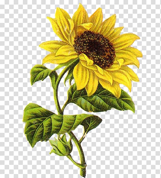 Buy Original Colored Pencil Sunflower Drawing Online in India - Etsy