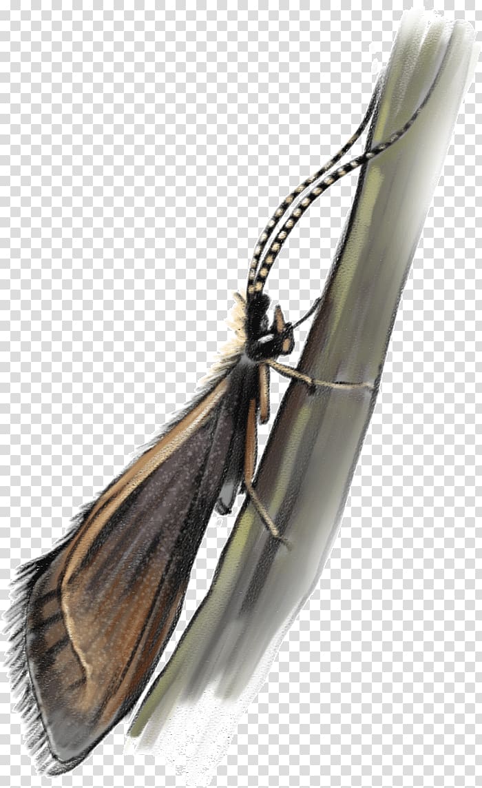 Sally Hogg River Potton & Burton Caddisflies Child, Swan fly transparent background PNG clipart