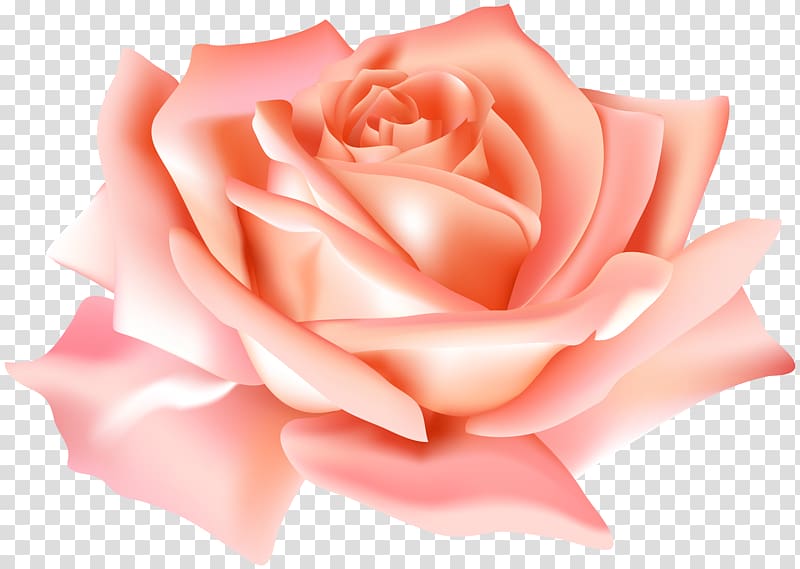 Garden roses Flower , Peach Rose Flower transparent background PNG clipart