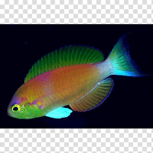 Fishing Pomacentridae Coral reef fish Aquariums, Fishing transparent background PNG clipart