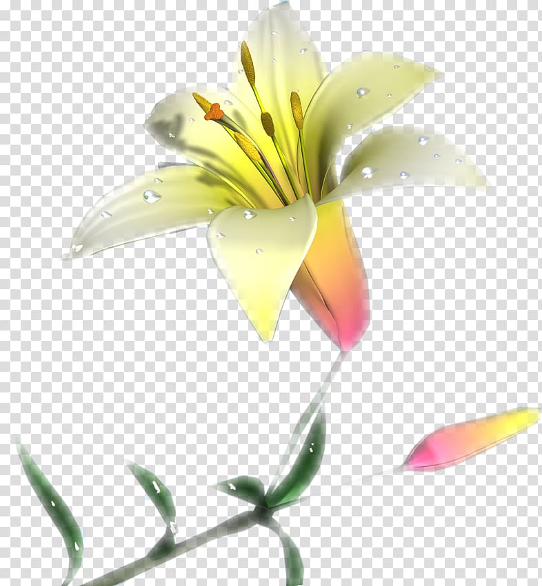 Lily of the Incas Cut flowers Plant stem Close-up, kibe transparent background PNG clipart