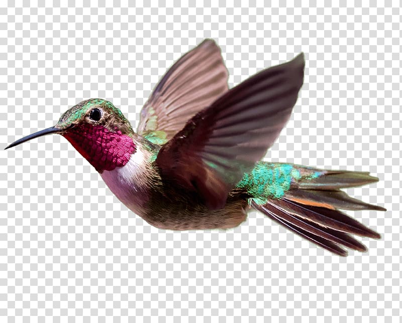 Hummingbird Consultant Experience Service, Hummingbird transparent background PNG clipart
