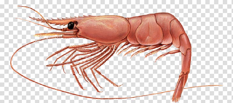 Pandalus borealis Caridea Shrimp Giant tiger prawn Decapoda, Shrimp transparent background PNG clipart