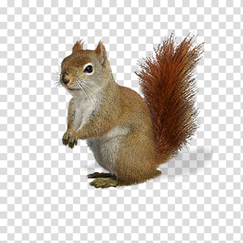 Fox squirrel Chipmunk Brown bear, squirrel transparent background PNG clipart