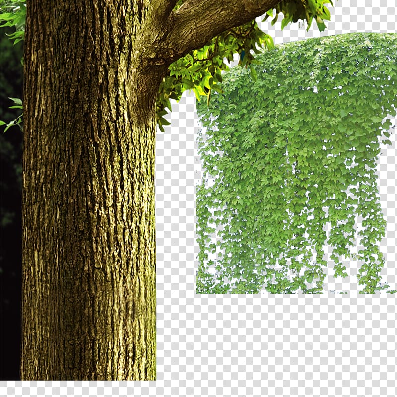 Vine Ivy Plant, tree,vine transparent background PNG clipart