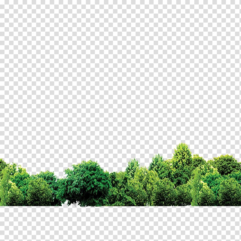 green plants, Forest, forest transparent background PNG clipart