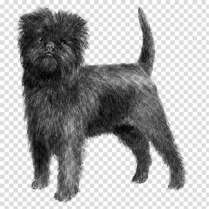 Affenpinscher Griffon Bruxellois German Pinscher Wire Hair Fox Terrier American Kennel Club, others transparent background PNG clipart