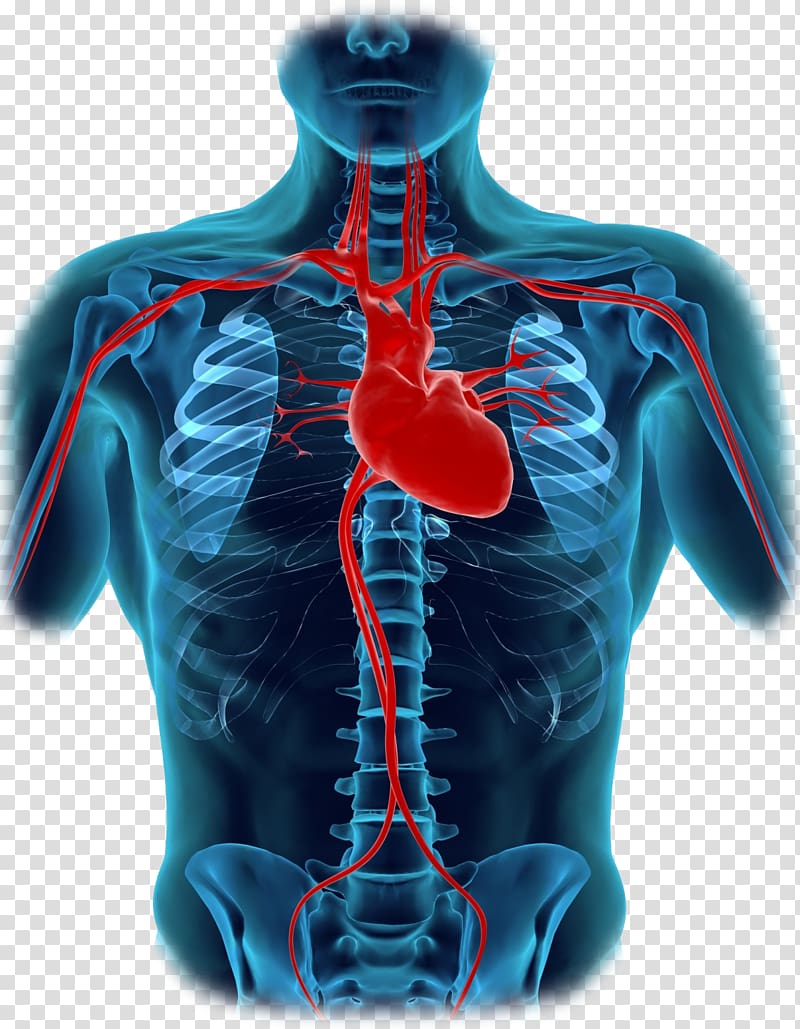 Human body Heart Diagram Organ Anatomy, human body parts transparent