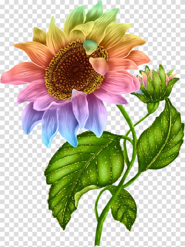 pink, purple, and green sunflower , Flower , Sunflower Color transparent background PNG clipart