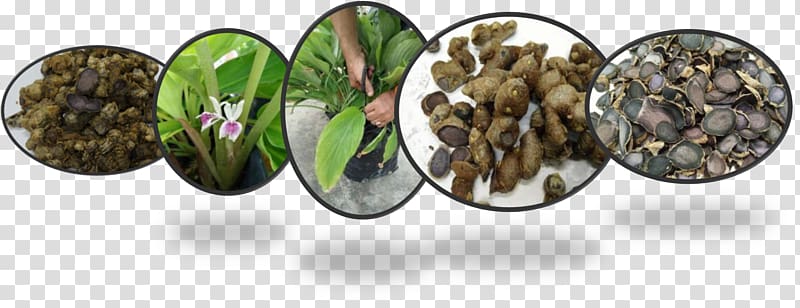 Kaempferia parviflora Health Arabica coffee Herbaceous plant, health transparent background PNG clipart