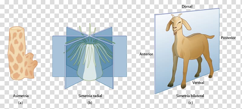 Symmetry in biology Simetria radial Germ layer, Los Animales transparent background PNG clipart
