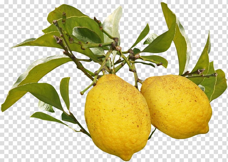 Meyer lemon Fruit Auglis, Beautiful mango transparent background PNG clipart