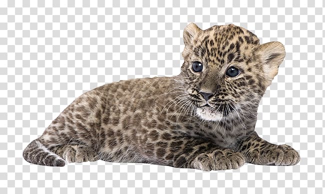 Persian leopard Felidae Lion Eurasian lynx , leopard cat transparent background PNG clipart