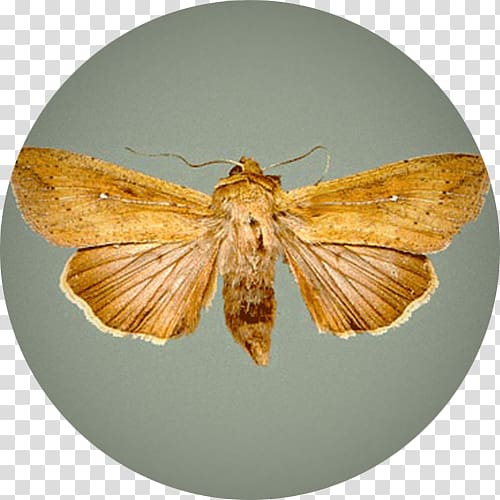Butterfly Moth African armyworm Mythimna unipuncta Insect, Wheat Fealds transparent background PNG clipart