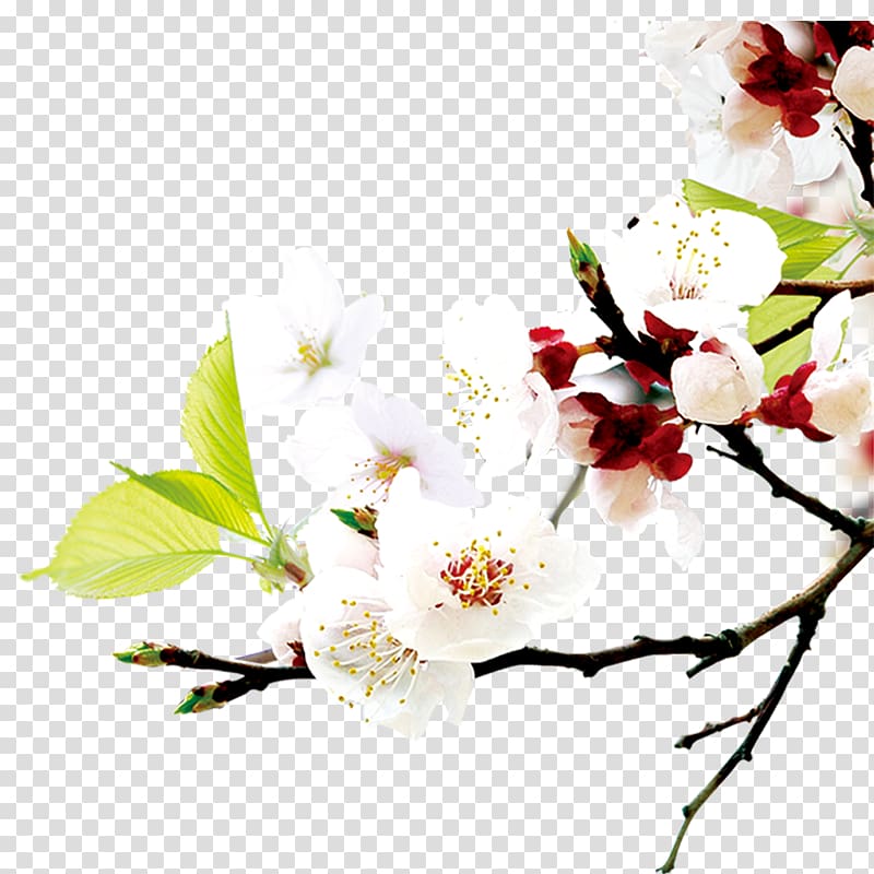 World Wide Web Icon, Plum flower transparent background PNG clipart