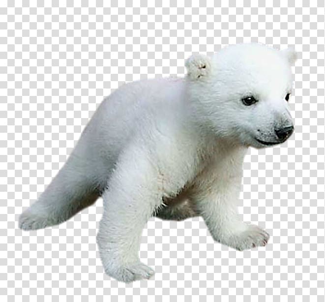 Polar bear Baby Animals for Kids, polar bear transparent background PNG clipart