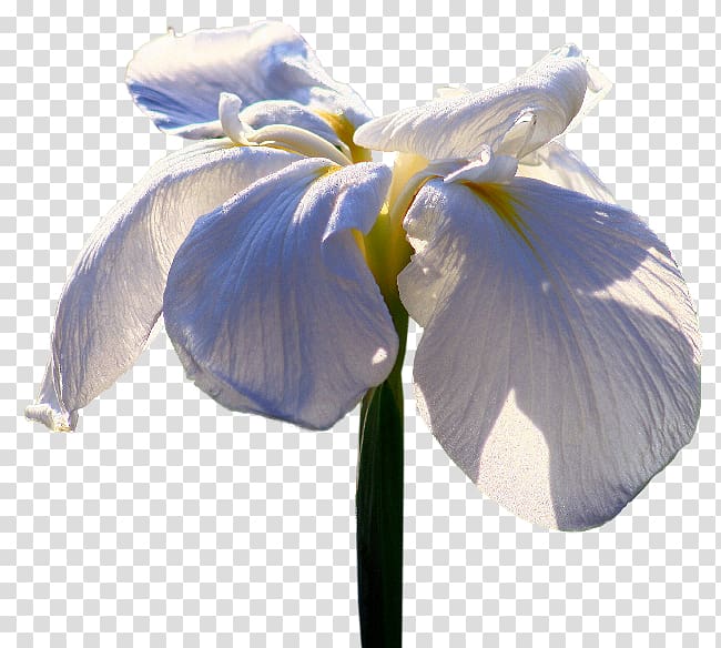 Irises Flower Petal , flower transparent background PNG clipart