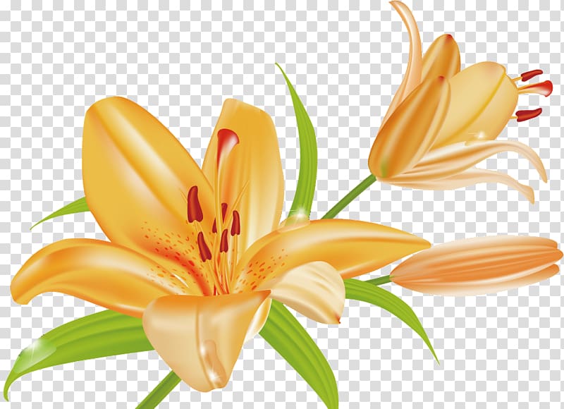 Orange lily Tiger lily Arum-lily, flower transparent background PNG clipart