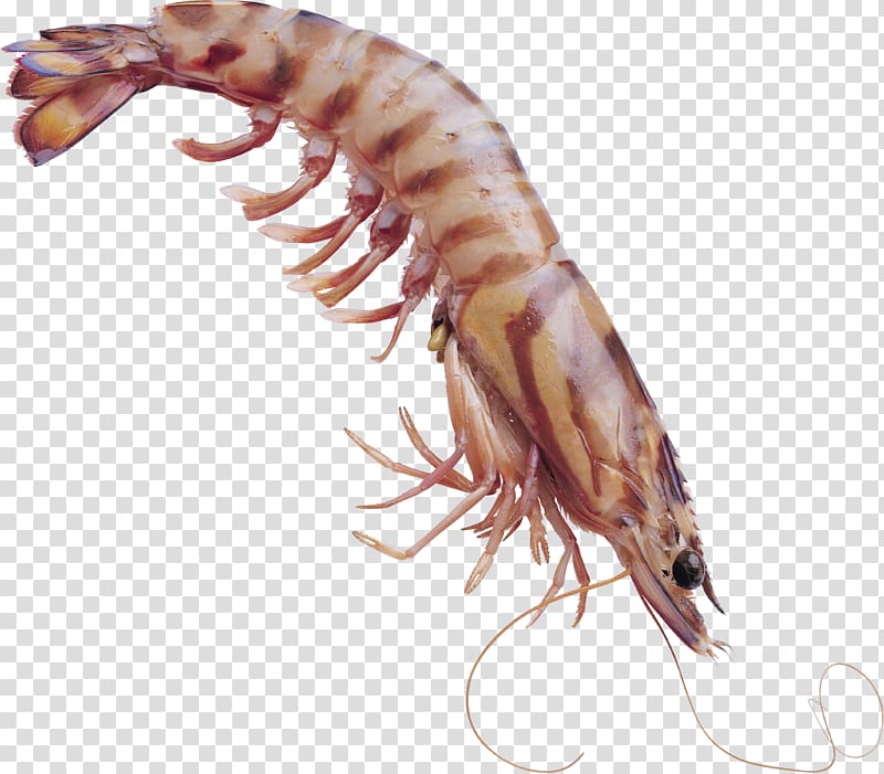 Shrimps transparent background PNG clipart