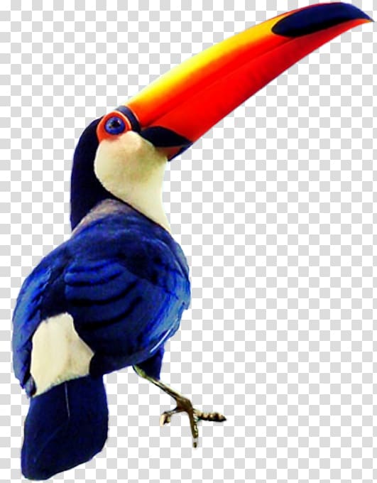 Bird Toco toucan Drawing Blue Hornbill, Bird transparent background PNG clipart