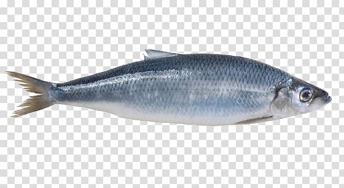 Sardine Norway Atlantic herring Mackerel, fish transparent background PNG clipart