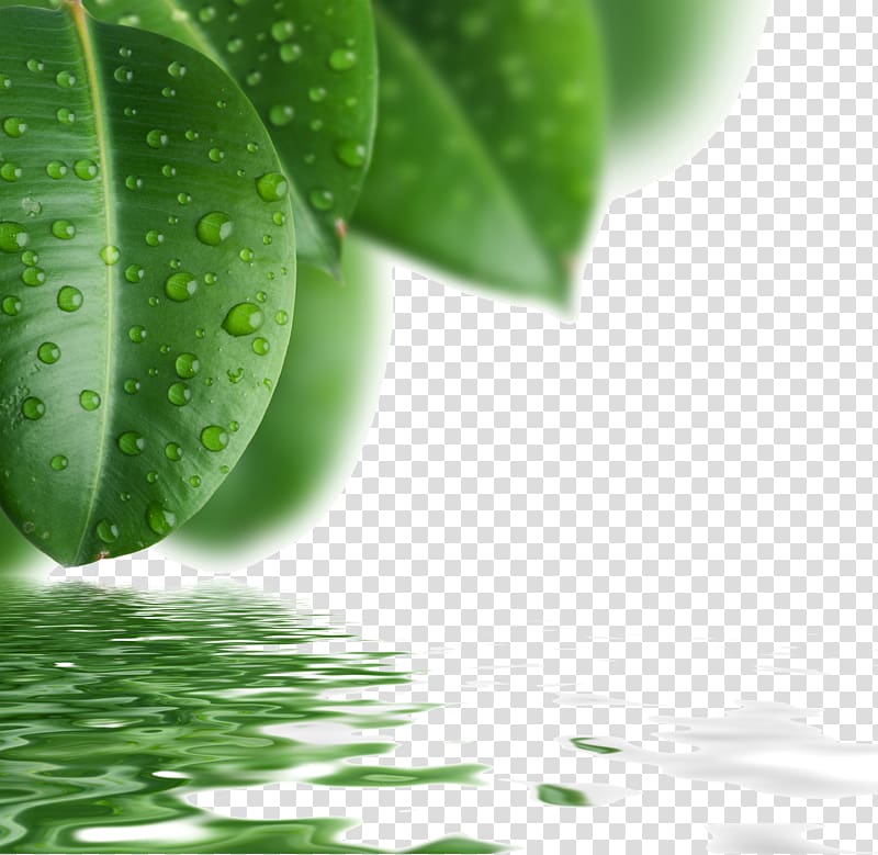 shallow focus of leaves with water droplets, Drop Leaf Green, Green leaves background material transparent background PNG clipart